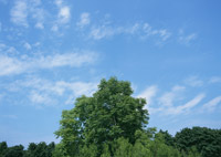 �l�H�������̍ŏI�ڕW